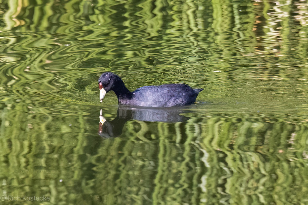 Foulque d'Amérique - ML619828659