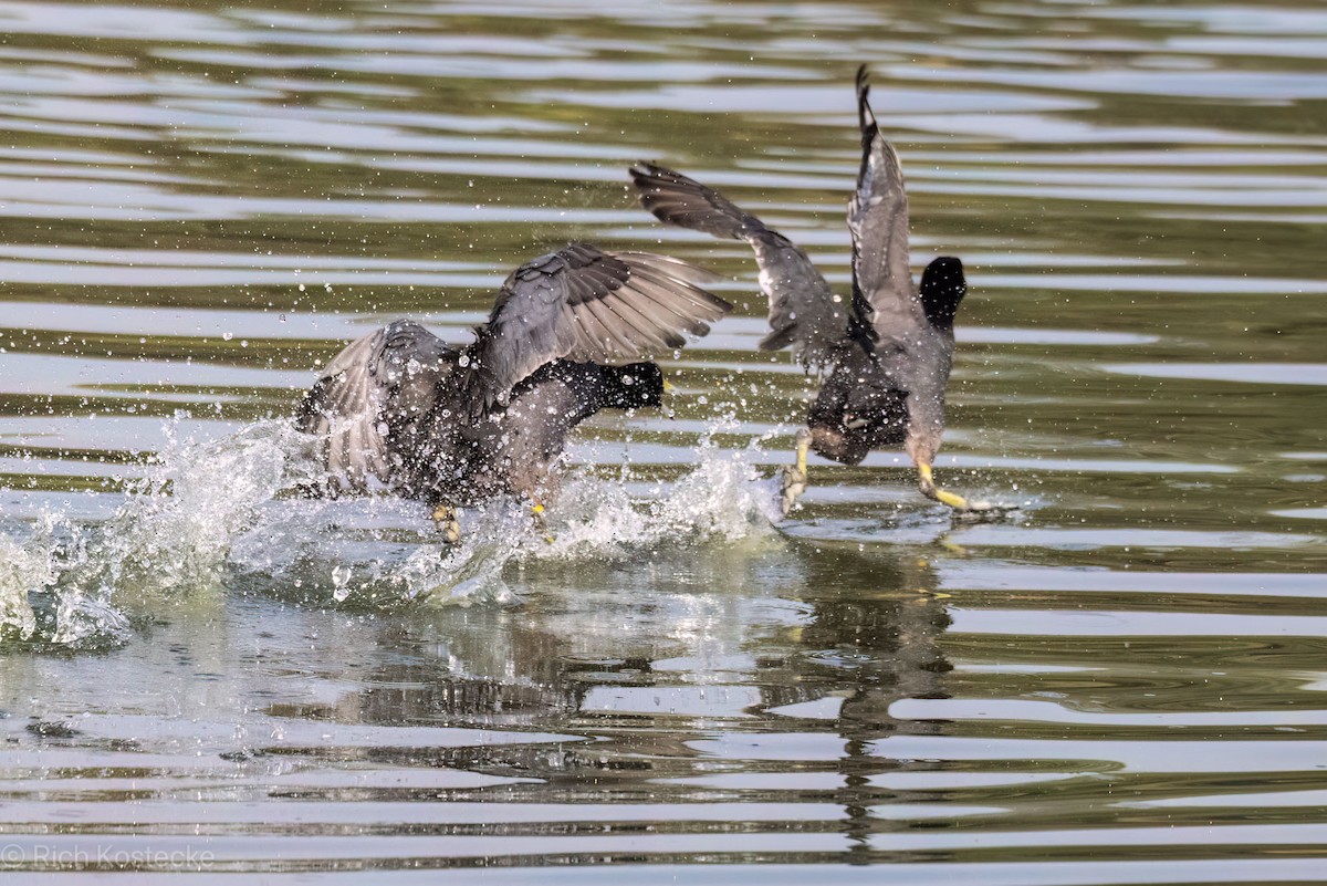 American Coot - ML619828661