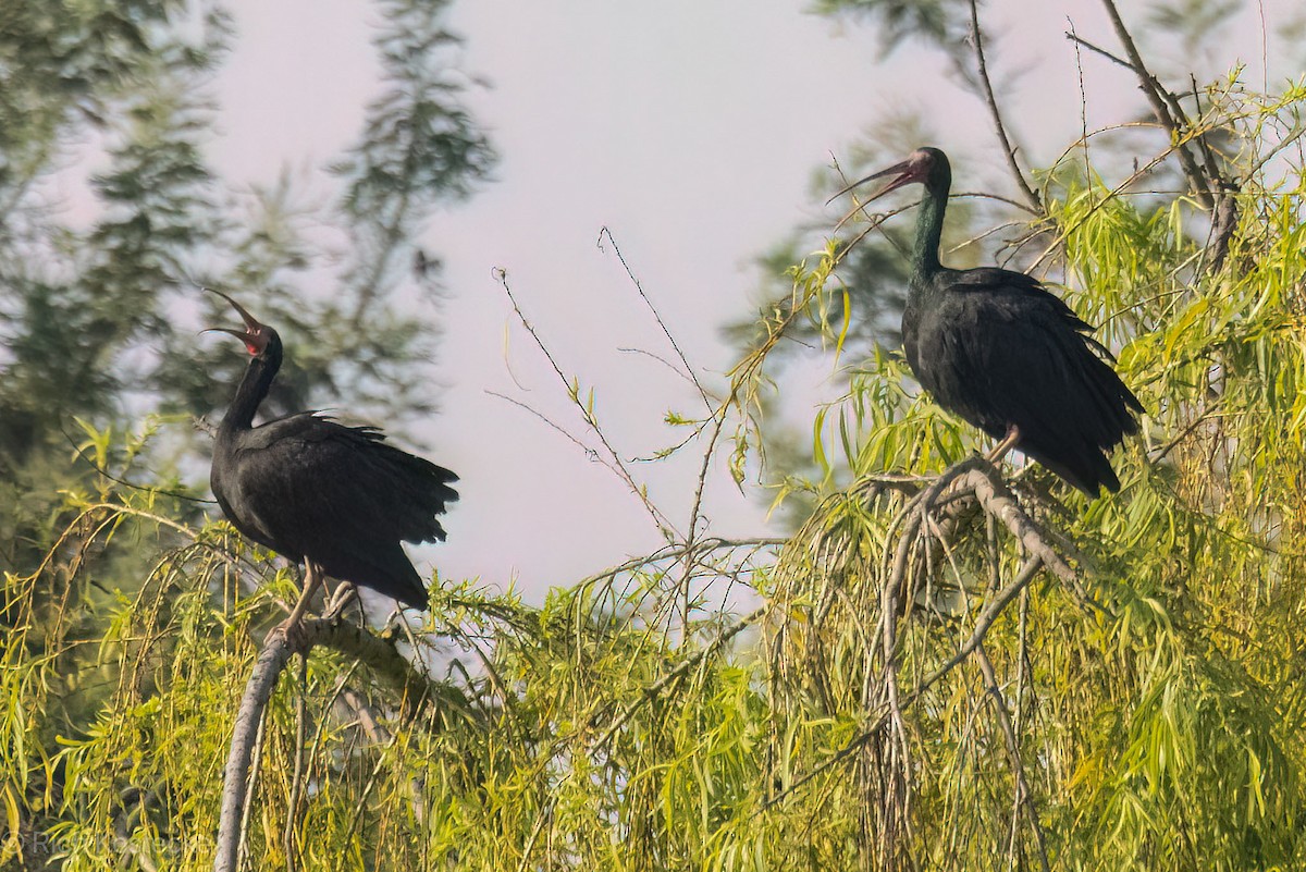 Bare-faced Ibis - ML619828669