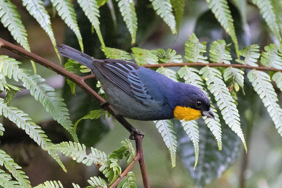 Purplish-mantled Tanager - ML619828674