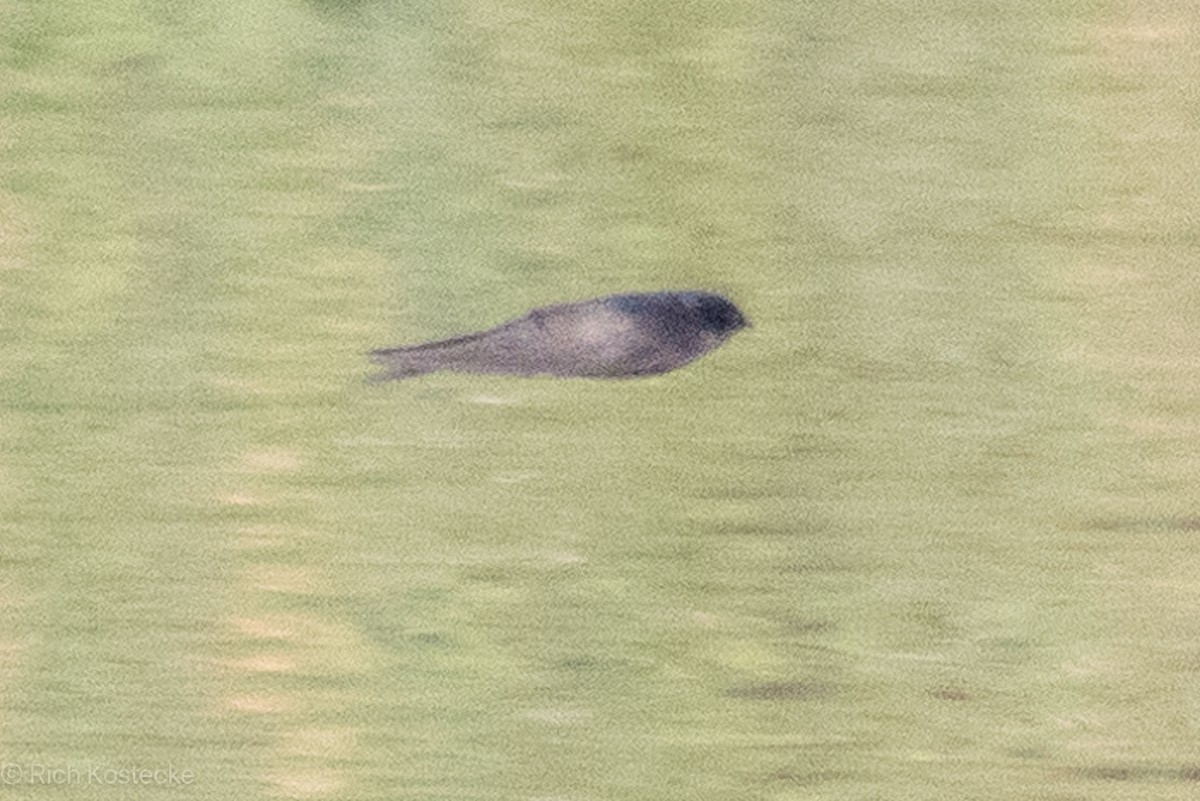 Brown-bellied Swallow - ML619828675