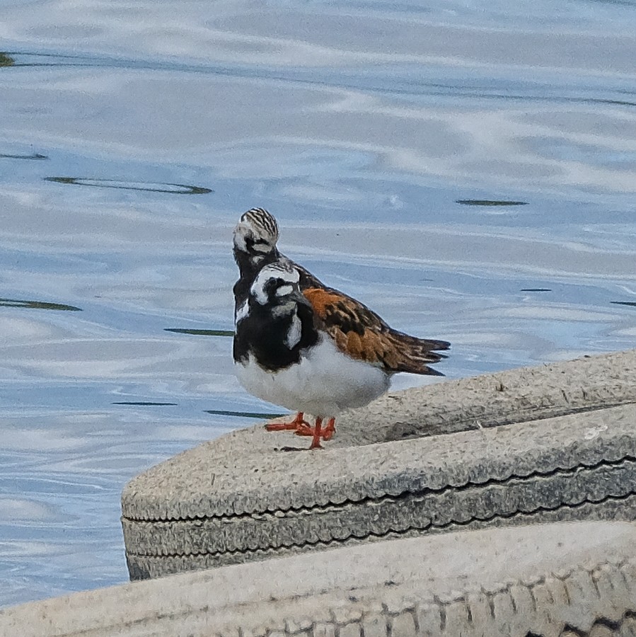 Ruddy Turnstone - ML619828677