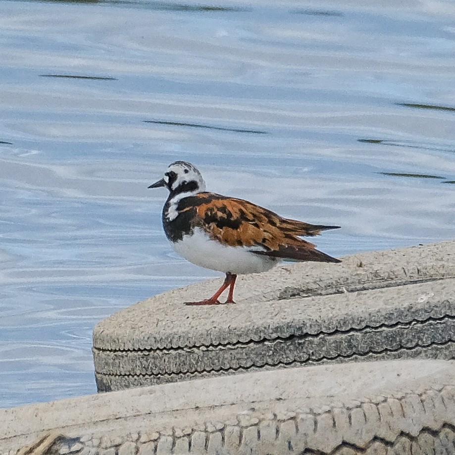 Ruddy Turnstone - ML619828678