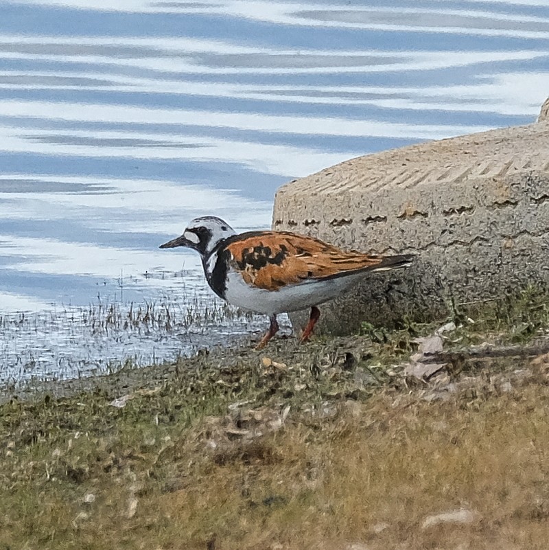 Tournepierre à collier - ML619828679