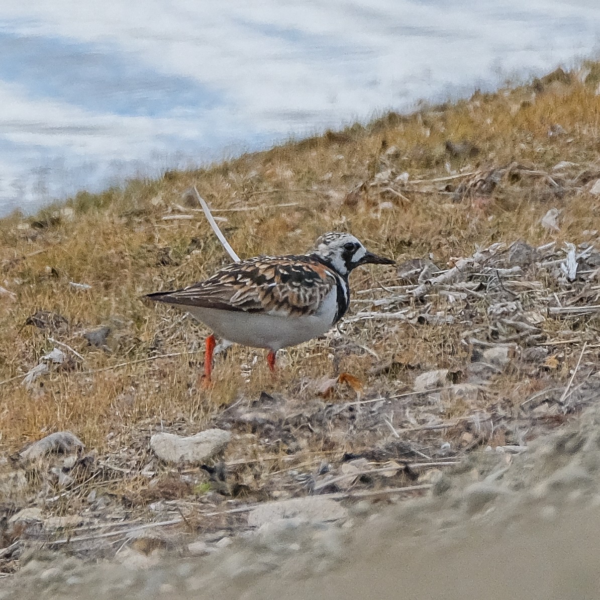 Ruddy Turnstone - ML619828680