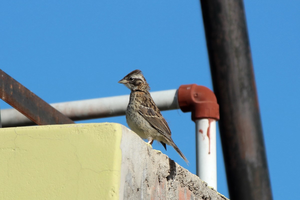 Rufous-collared Sparrow - ML619828686