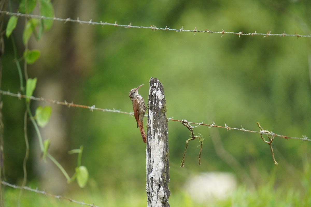 Streak-headed Woodcreeper - ML619828687