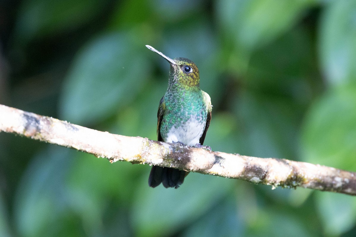 kolibřík zelenkavý - ML619828692