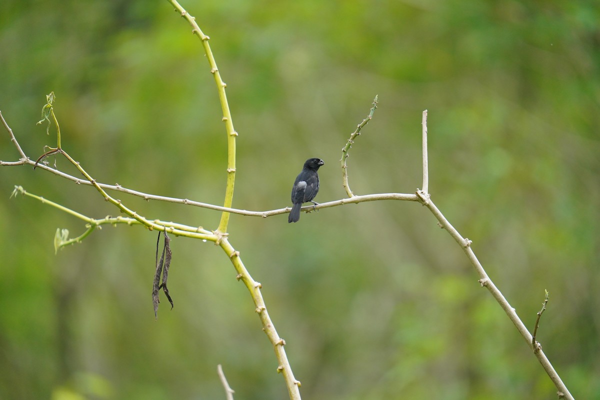 Variable Seedeater - ML619828694
