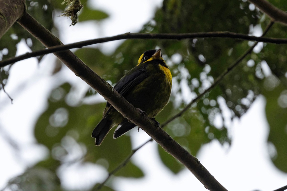 Gold-ringed Tanager - ML619828696