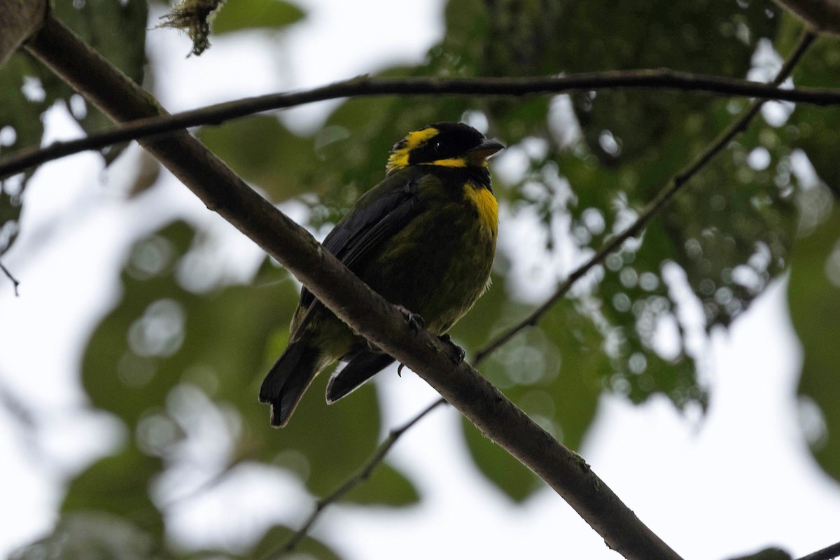 Gold-ringed Tanager - ML619828699