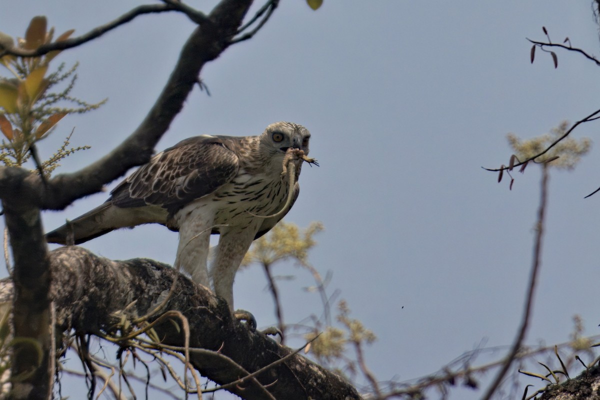 Aigle huppé - ML619828703