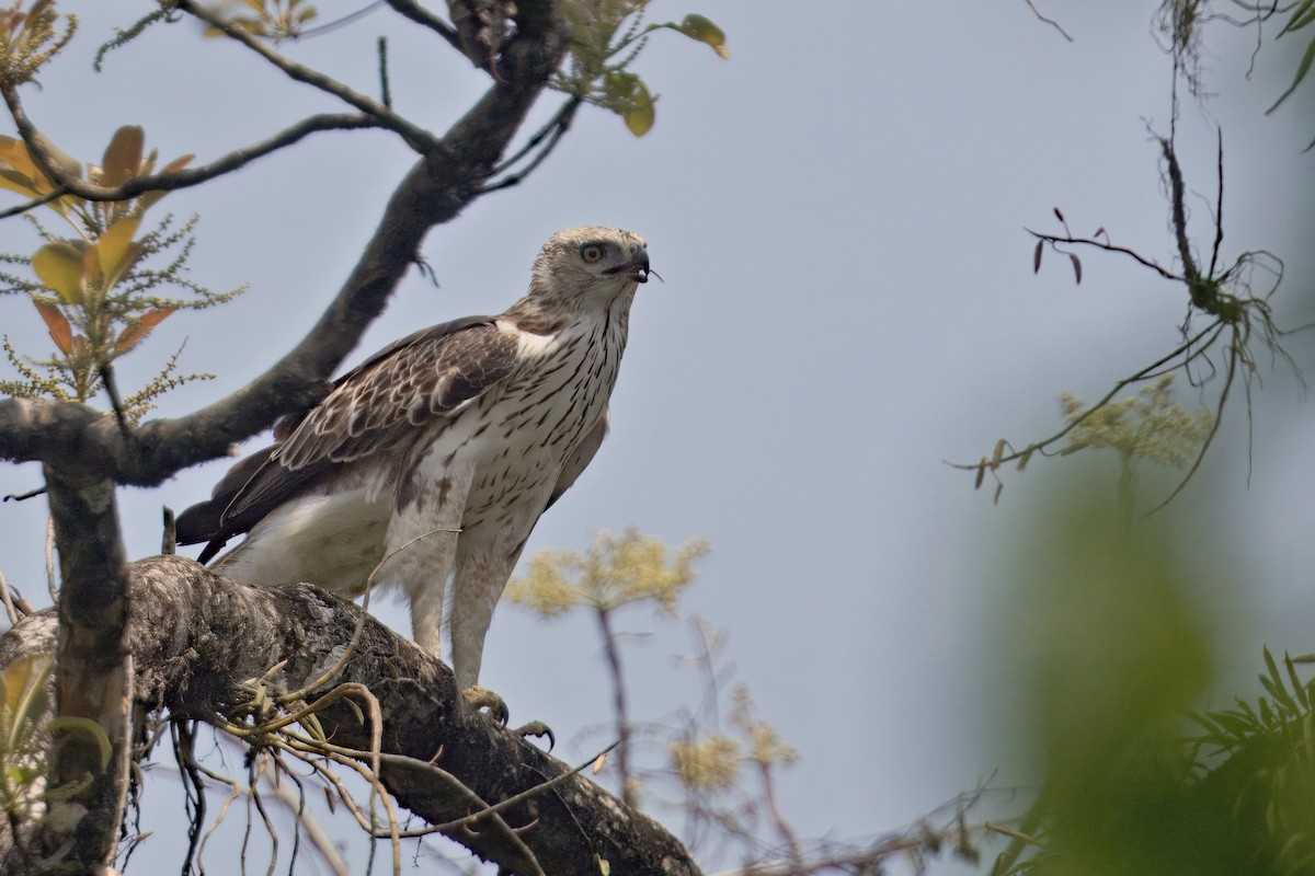 Changeable Hawk-Eagle - Yogish Holla