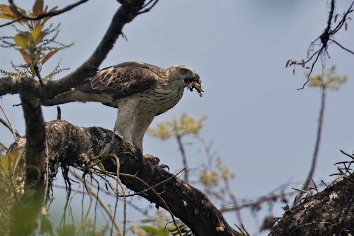 Aigle huppé - ML619828705