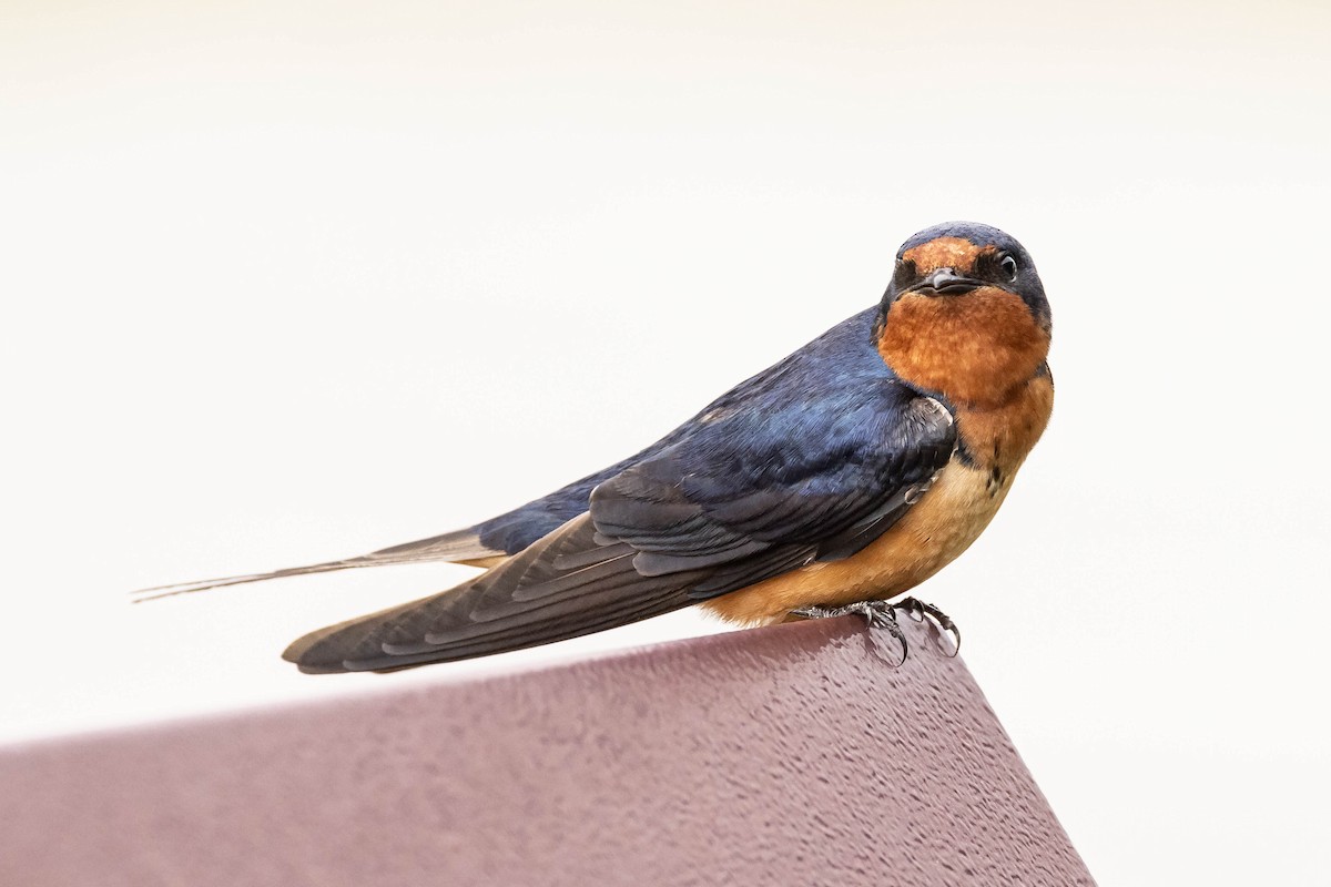 Barn Swallow (American) - ML619828719
