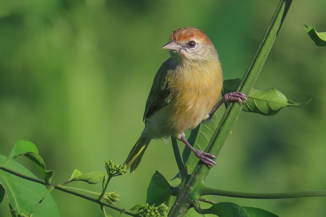 Gray-eyed Greenlet (Beni) - Itamar Donitza