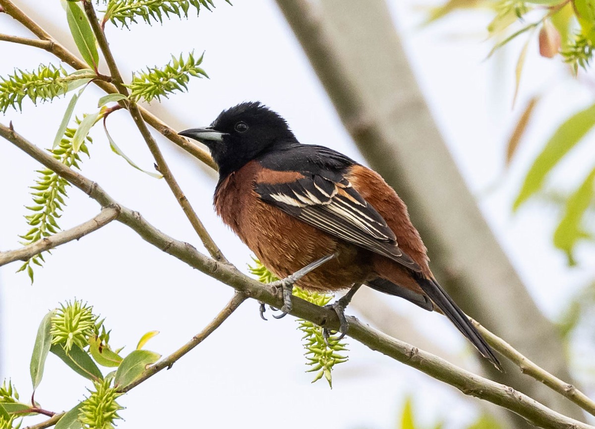 Orchard Oriole - ML619828738