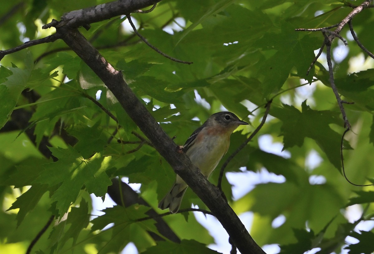Bay-breasted Warbler - ML619828746