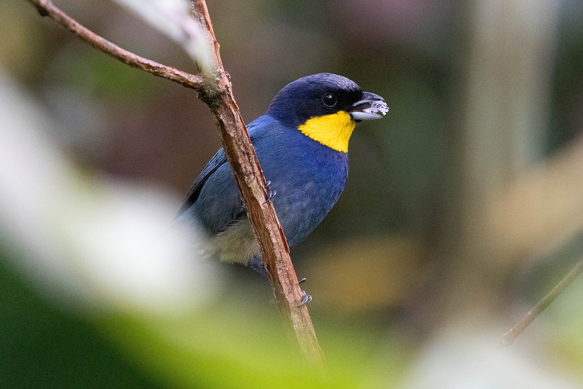 Purplish-mantled Tanager - ML619828748