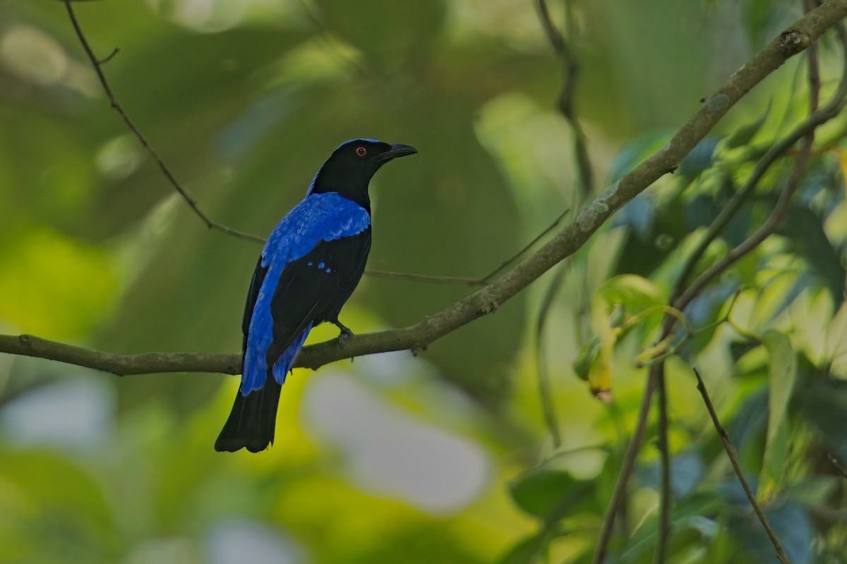 Asian Fairy-bluebird - ML619828753