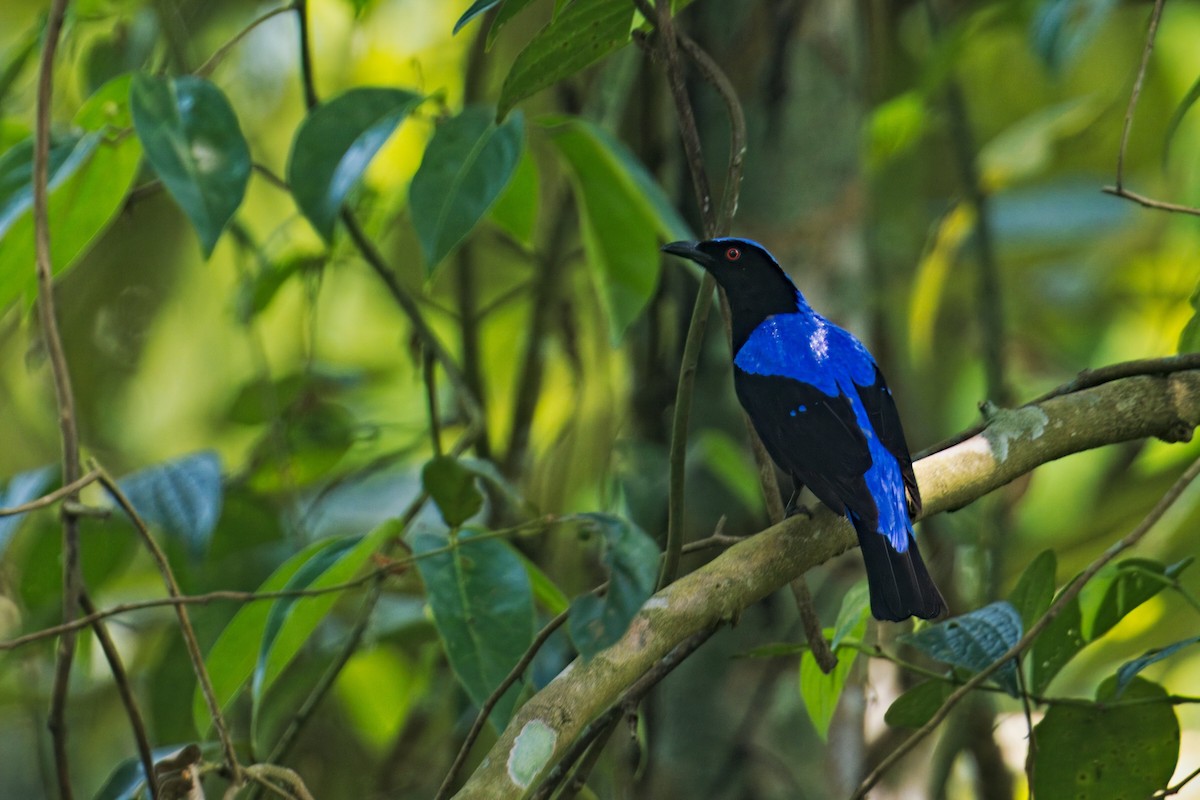 Asian Fairy-bluebird - ML619828754