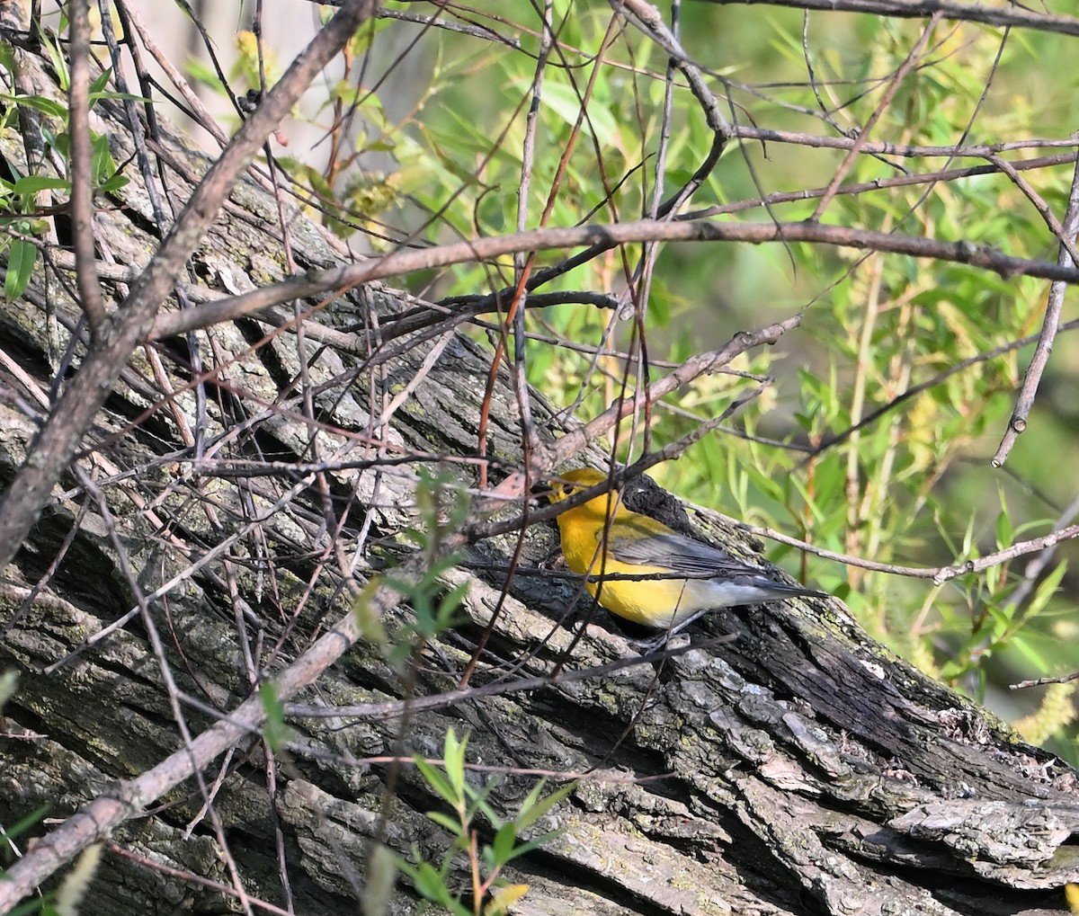 Prothonotary Warbler - ML619828763