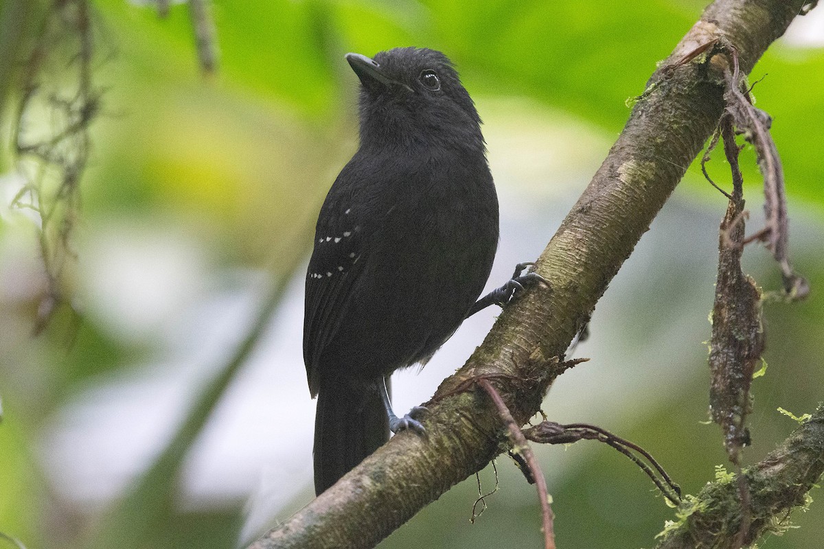 Bicolored Antvireo - ML619828775