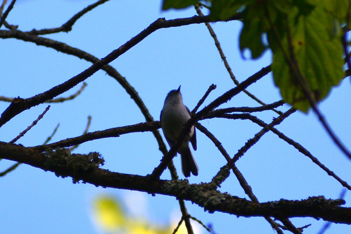 Blue-gray Gnatcatcher - ML619828776