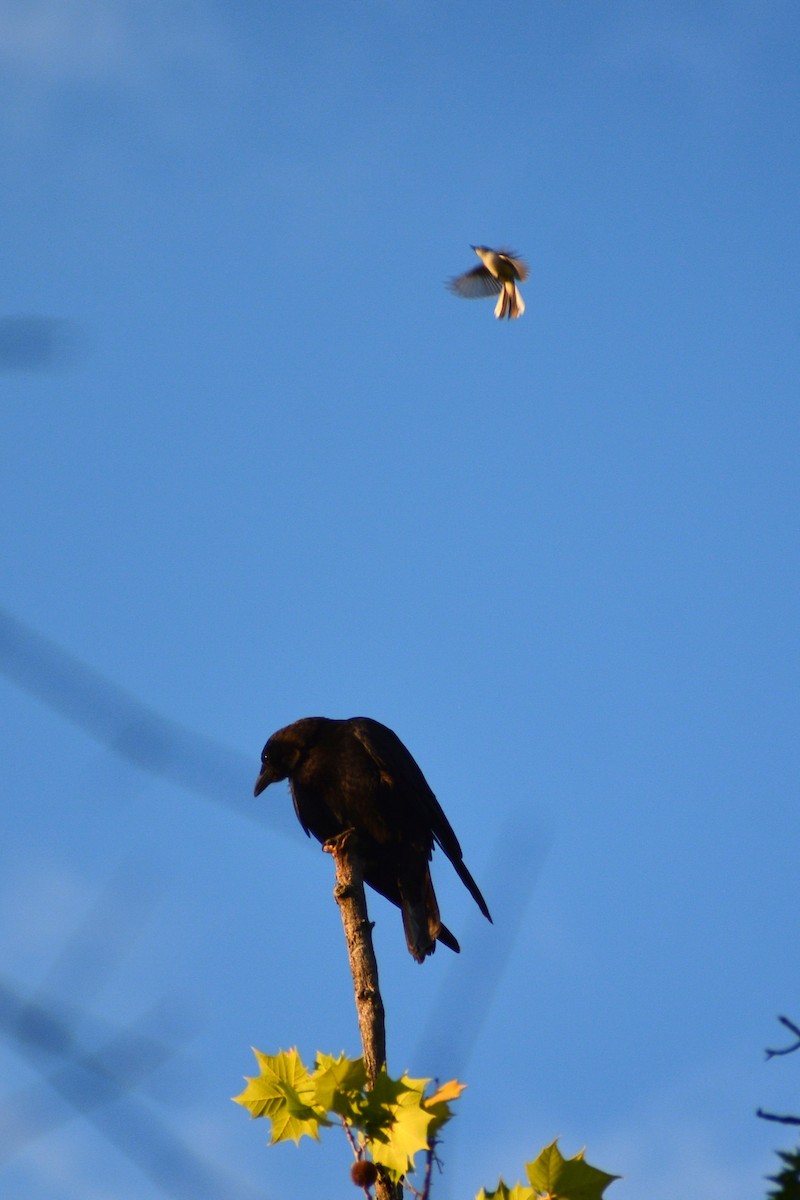 American Crow - ML619828783