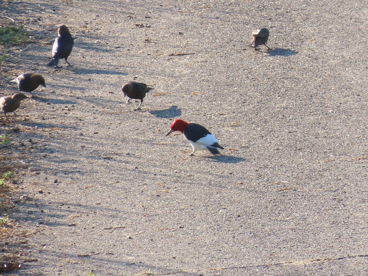 Red-headed Woodpecker - ML619828785