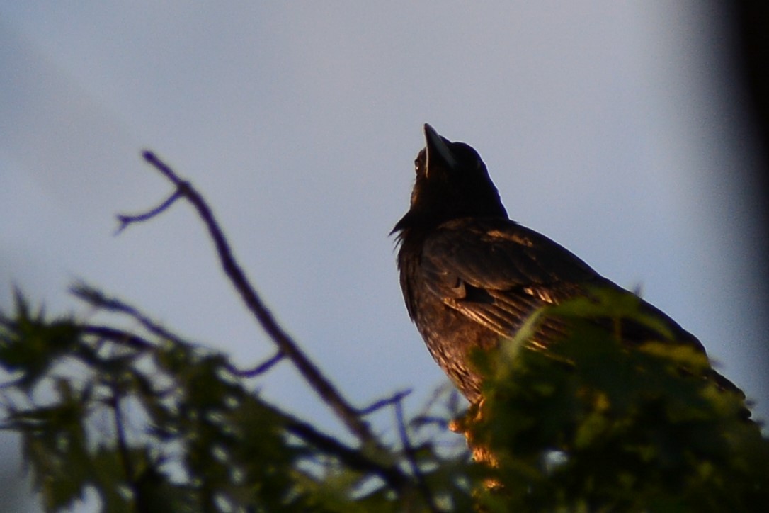 American Crow - ML619828794