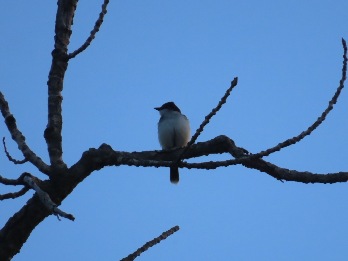 Eastern Kingbird - ML619828803