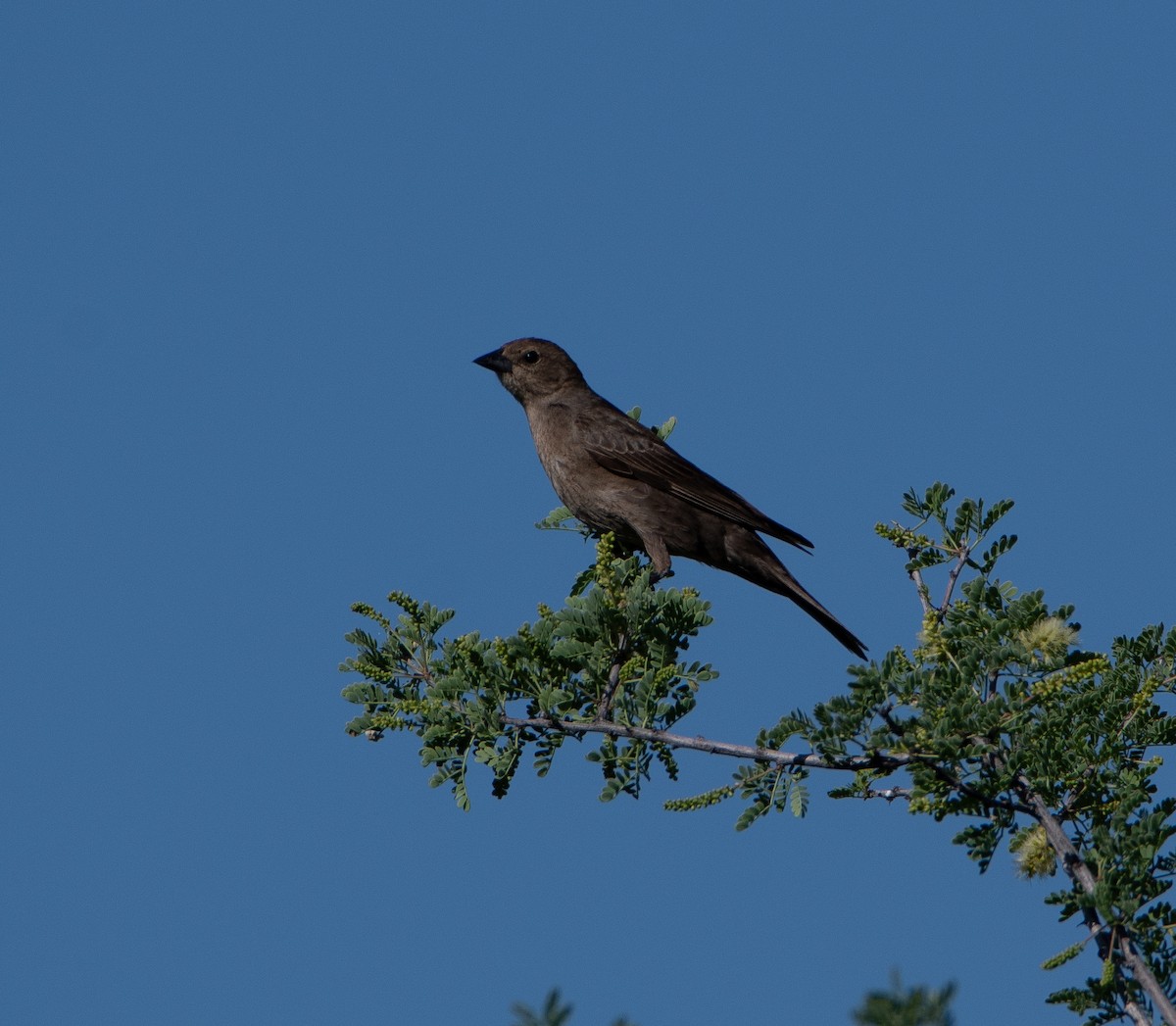 Brown-headed Cowbird - ML619828809