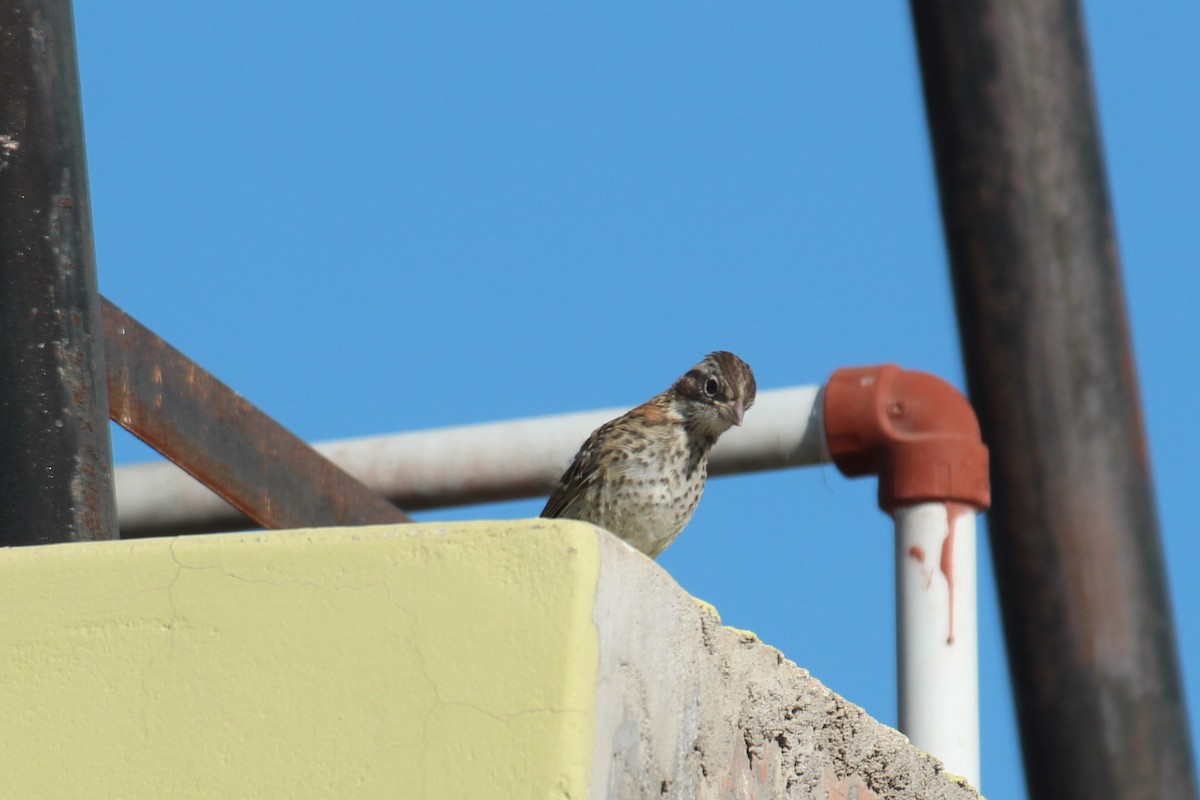 Rufous-collared Sparrow - ML619828810