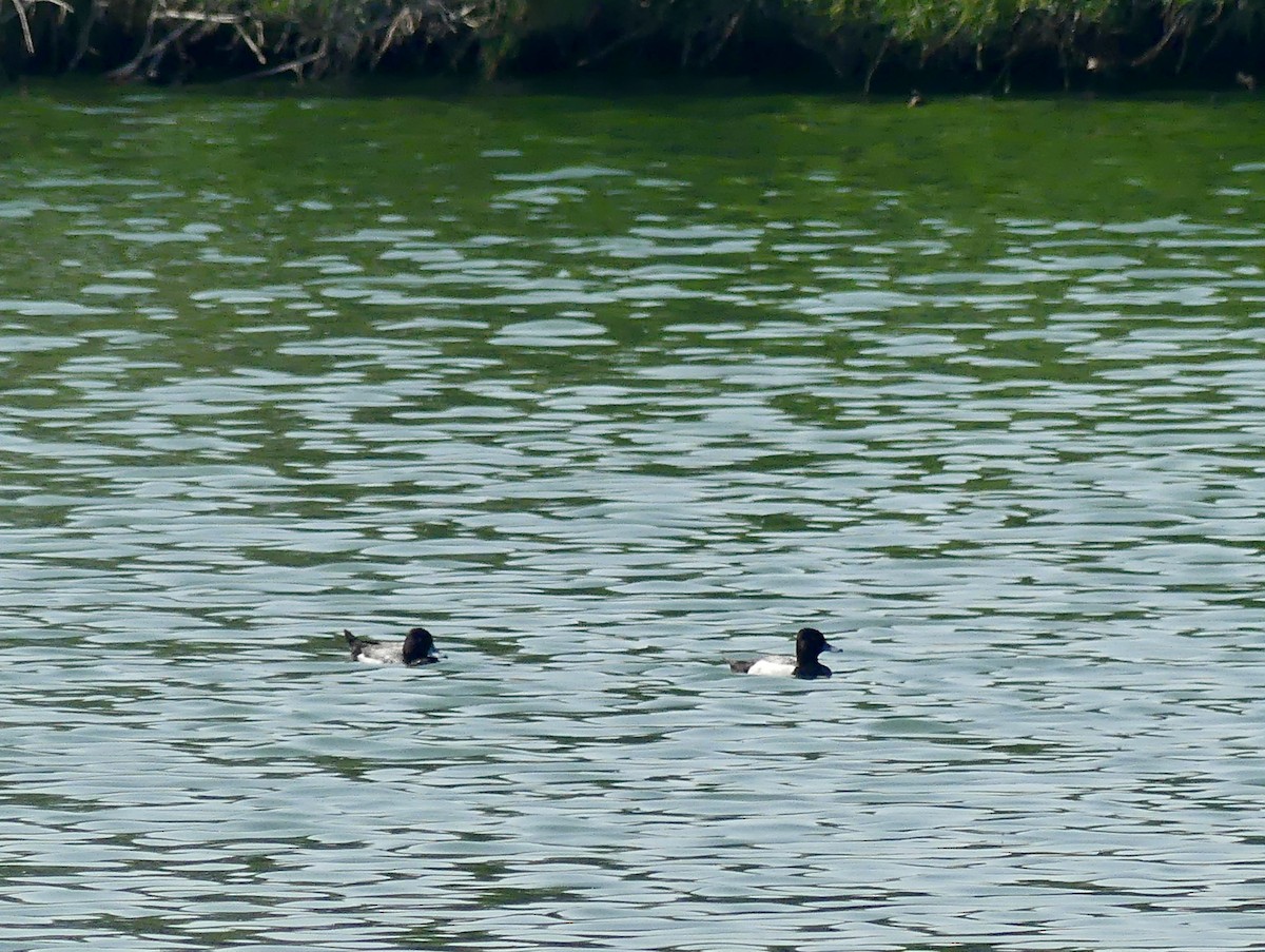 Kanadabergente - ML619828812