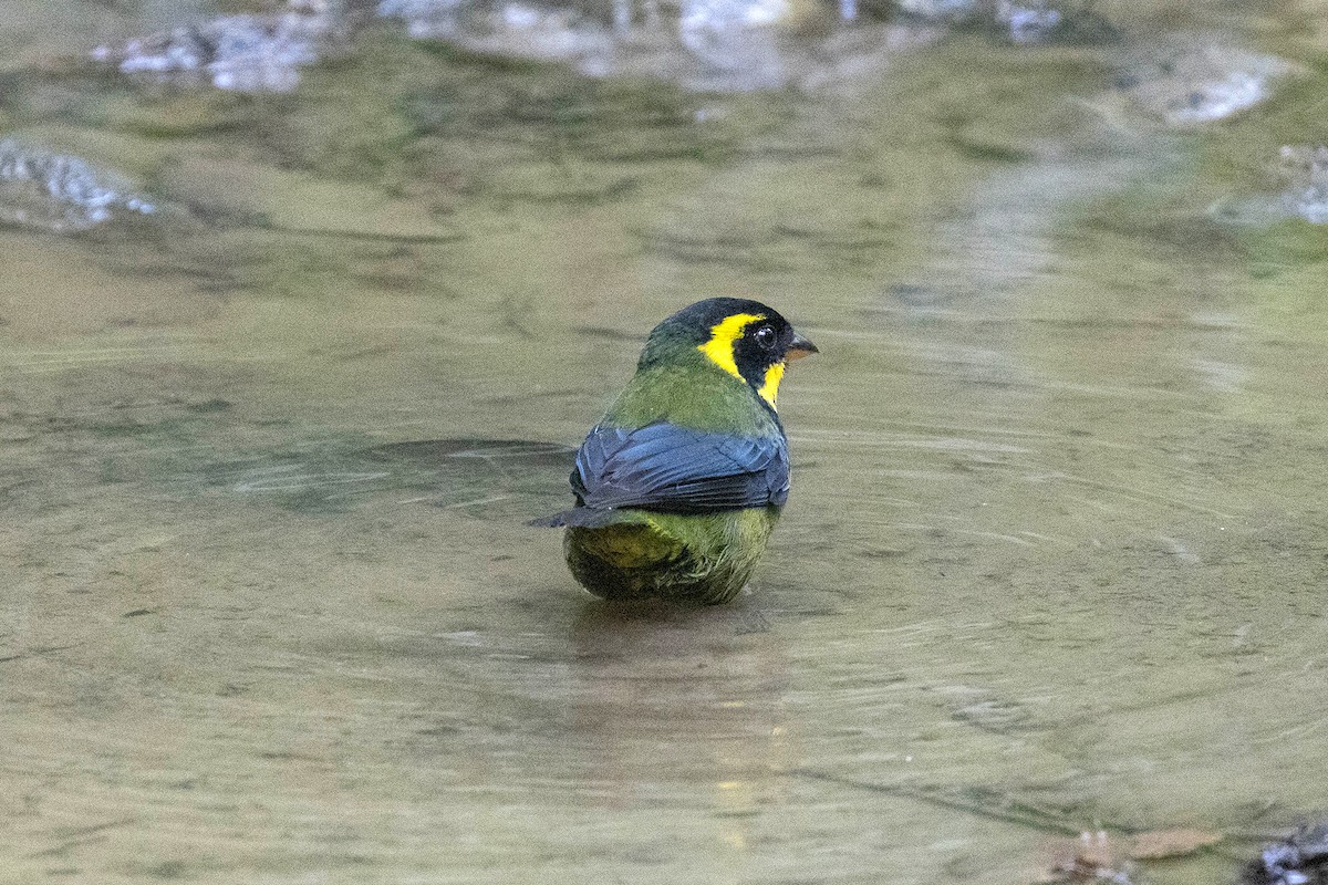 Gold-ringed Tanager - ML619828821