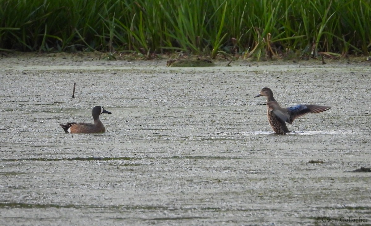 Blue-winged Teal - ML619828828