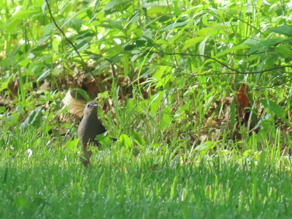 Gray Catbird - ML619828836