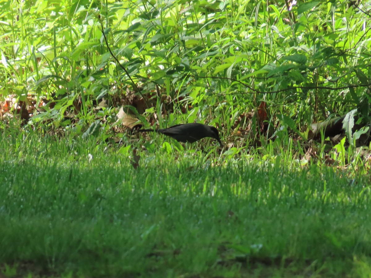 Gray Catbird - ML619828837