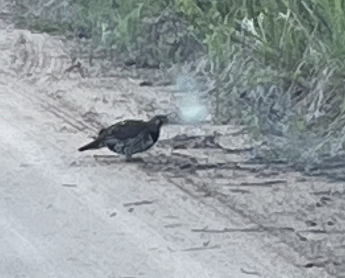 Spruce Grouse - ML619828840