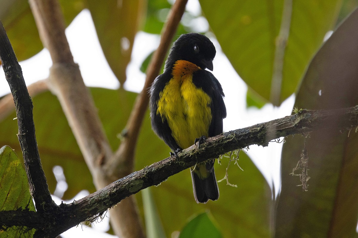 Black-and-gold Tanager - ML619828849