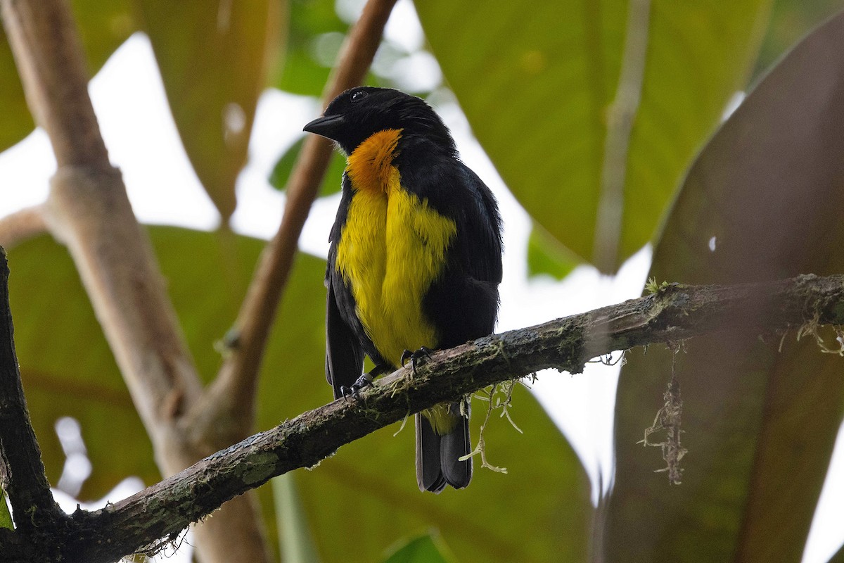 Black-and-gold Tanager - ML619828850