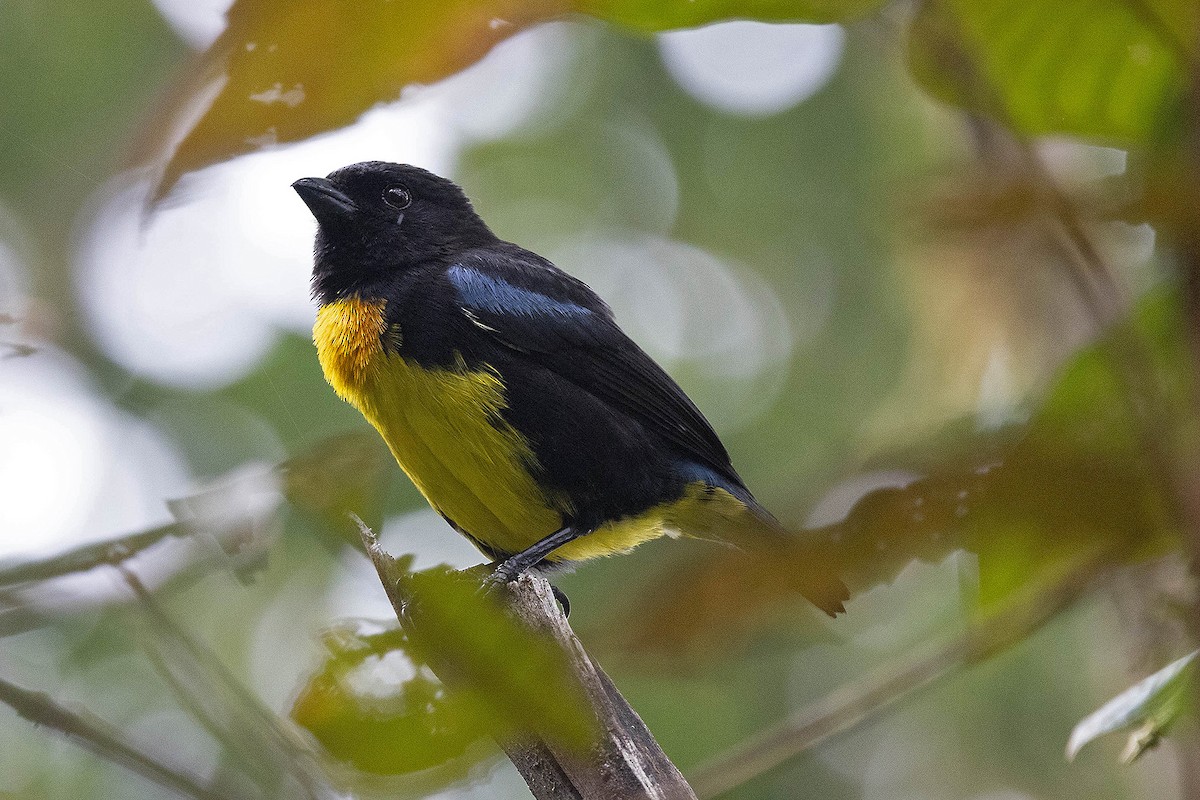 Black-and-gold Tanager - Ryan Shaw