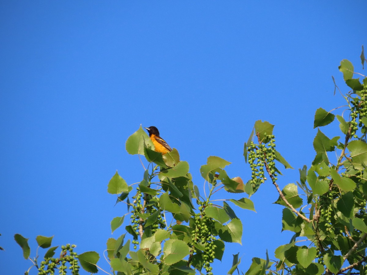 Baltimore Oriole - ML619828855