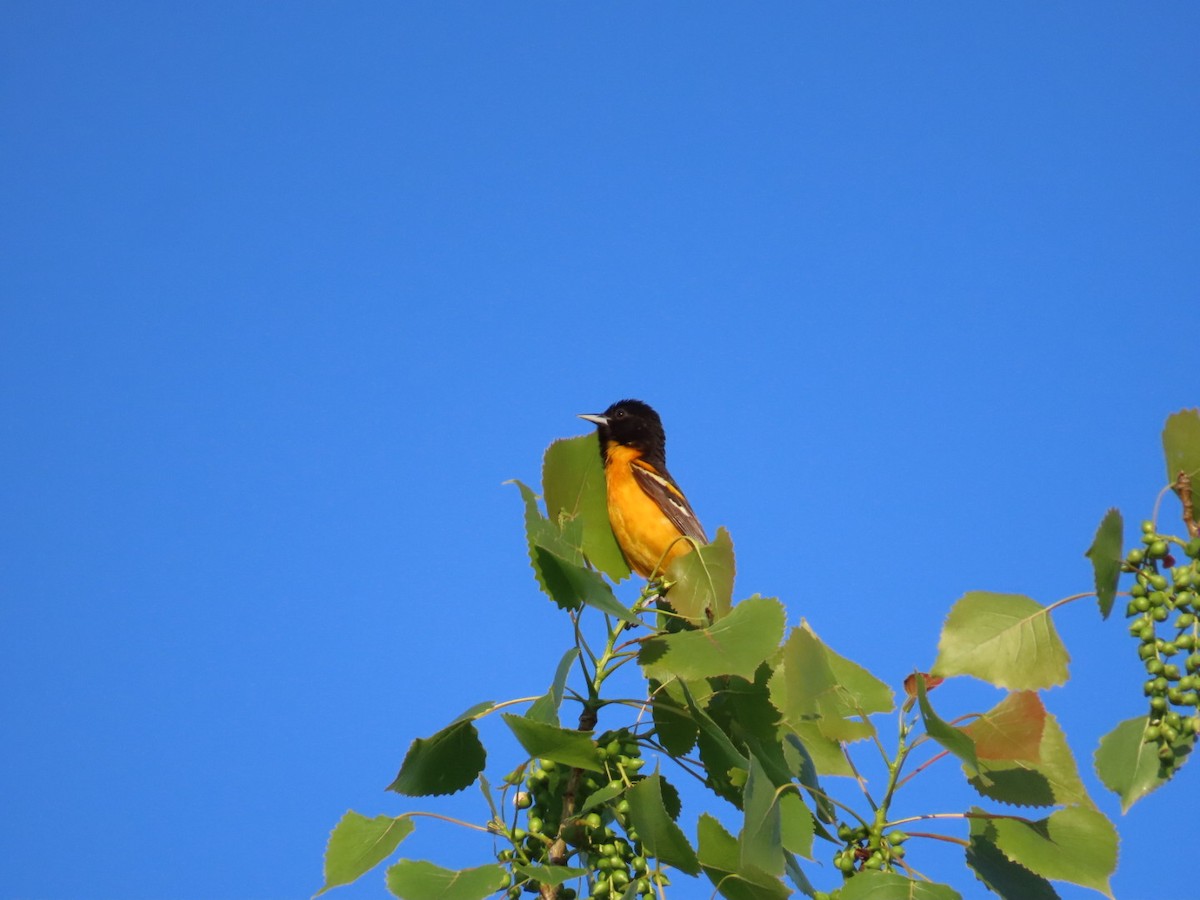 Baltimore Oriole - ML619828856