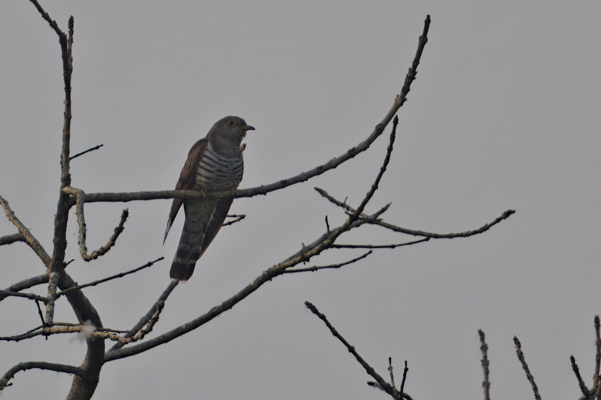 Coucou à ailes courtes - ML619828861