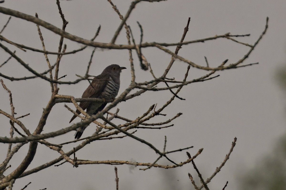 Coucou à ailes courtes - ML619828862