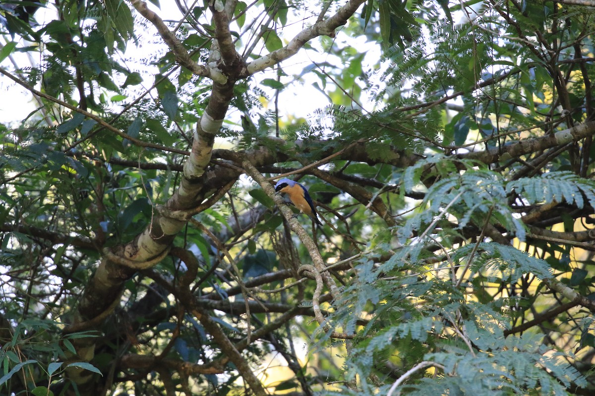 Fawn-breasted Tanager - ML619828865