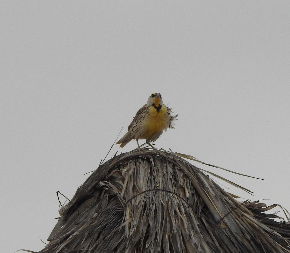 Western Meadowlark - ML619828872