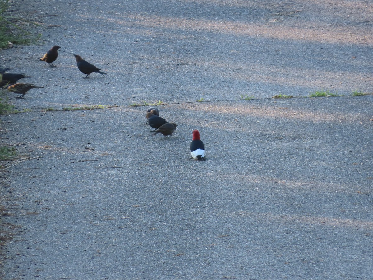 Brown-headed Cowbird - Kathy Broshous